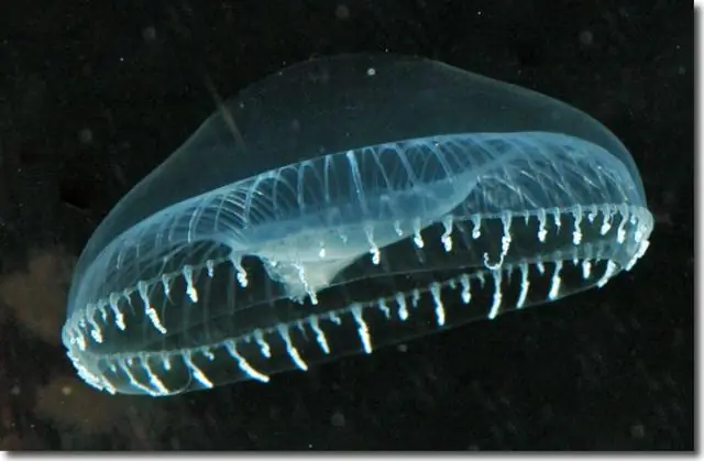 Непредсказуемые источники пищи заставляют некоторых летучих мышей совместно искать пищу