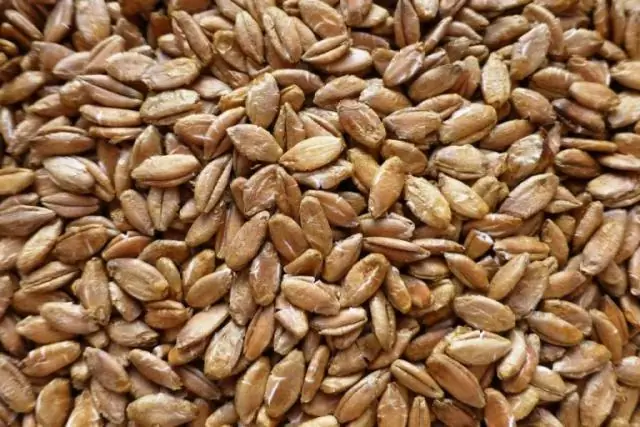 Идентифицирован белок, участвующий в реакции нематод на стресс