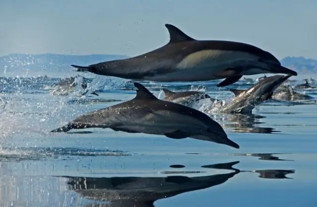 Гены кератина млекопитающих и адаптация к жизни на суше или в море