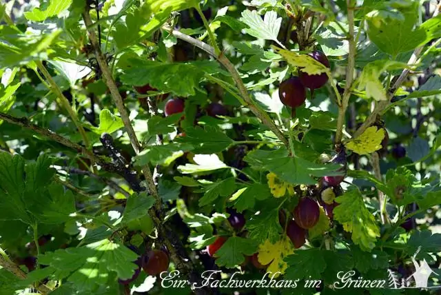 Ген, помогающий подводным растениям