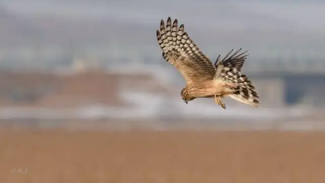 Куриные луни и тетерева: поиск точек соприкосновения в затянувшемся конфликте