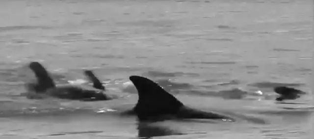 Спутниковые данные разоблачают разграбление археологических памятников