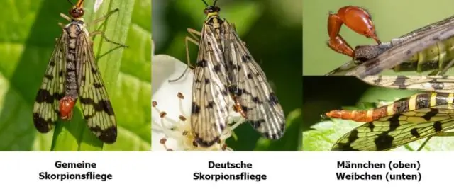 Полы бабуинов различаются по тому, как социальный статус проникает «под кожу»: связь между статусом и здоровьем частично зависит от того, что нужно для продвижения вперед