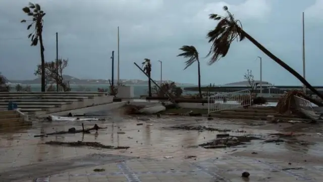 Ураган «Мария» дал экологам редкую возможность изучить, как восстанавливаются сухие тропические леса