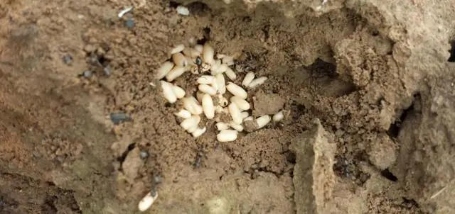 Найм муравьев для борьбы с сорняками на ферме