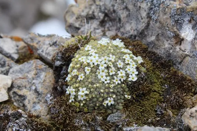 Важность «пограничных популяций» для биоразнообразия: защита растений на северной границе их ареала может помочь видам пережить изменение климата