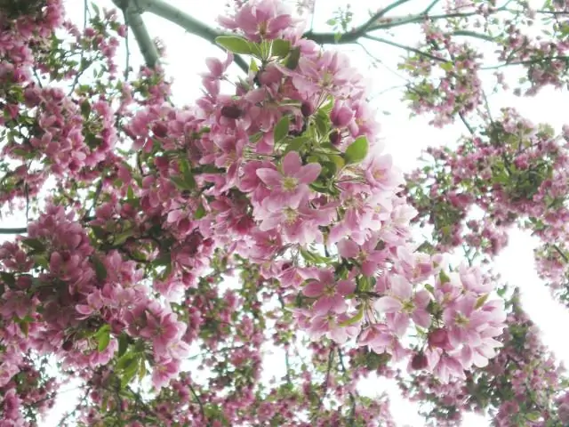 Ген, играющий ключевую роль в адаптации растений к колебаниям уровня засоления почвы