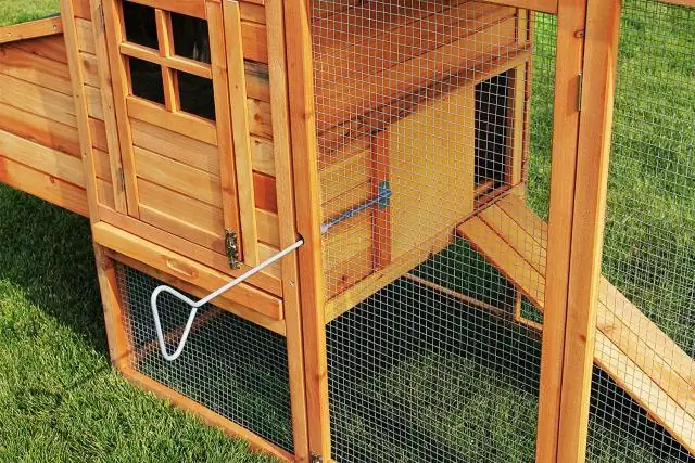 Насекомые-палочники: методы откладывания яиц раскрывают новую эволюционную карту