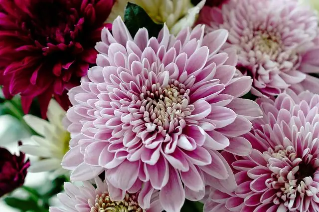 Новое комнатное растение может очистить воздух в вашем доме