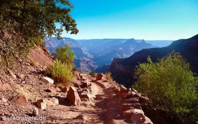 Арахис, который делает больше с меньшим количеством воды: сорт арахиса с водосберегающим свойством поддерживает урожайность даже в засуху