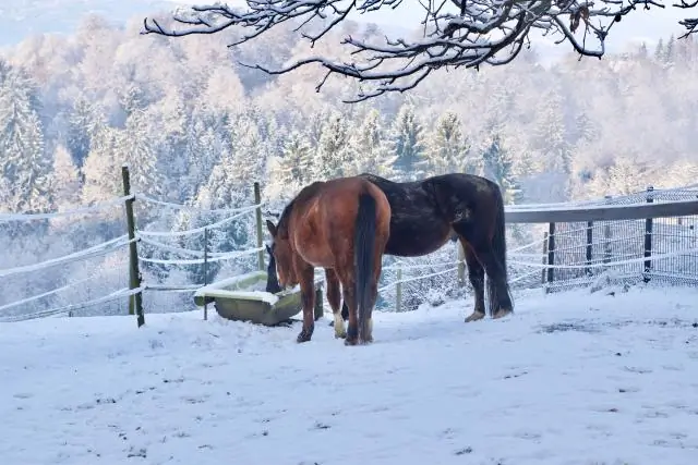 В снегу: волки остаются на месте, когда идет снег: биологи Университета Альберты изучают влияние снегопада на волков на северо-востоке Альберты