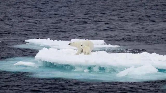 Изменение климата влияет на гнездящихся птиц: зернышки особенно уязвимы к перепадам температур