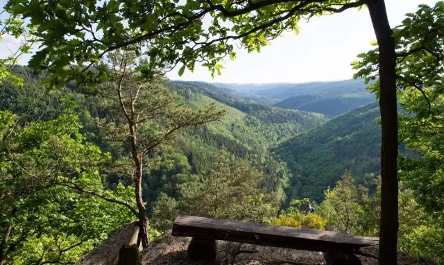Незабудка: ученые определили механизм памяти у растений