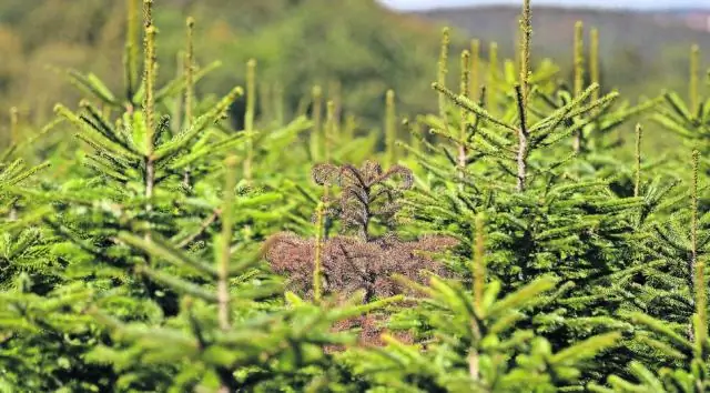 Сосновые иголки с рождественских елок могут быть превращены в краску и подсластители для пищевых продуктов: новый процесс может привести к сокращению углеродного следа