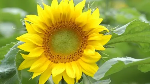 Исторические геномы показывают недавние изменения в генетическом здоровье восточных горилл