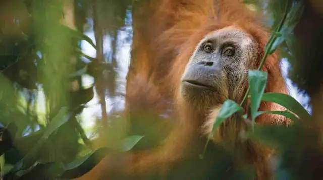 Контакт с мартышками и человекообразными обезьянами подвергает риску популяции