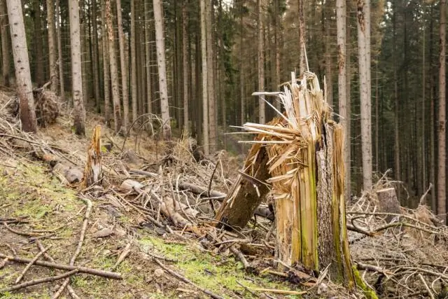 Эти девять показателей показывают, как леса контролируются климатом