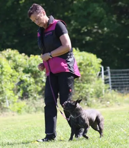 Кривые хвосты бульдогов связаны с генетическими заболеваниями человека