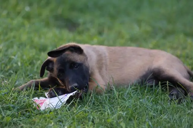 Мыши, страдающие ожирением, перестают беспокоиться, когда «зомби-клетки» покидают их мозг