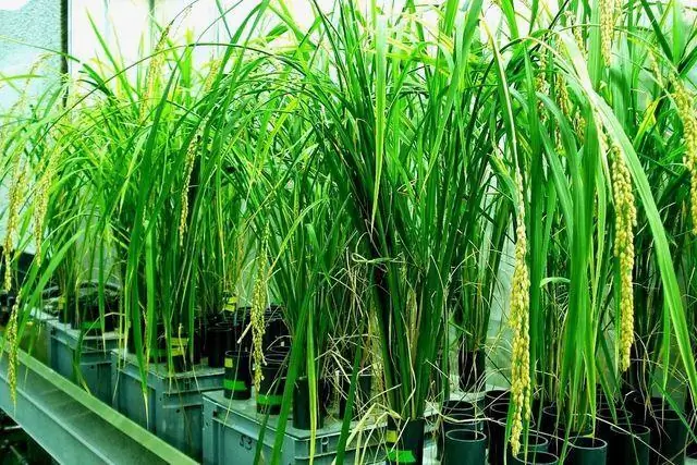 Почему люди отказываются от городских деревьев: исследование объясняет, почему тысячи жителей Детройта отвергли усилия города по посадке деревьев