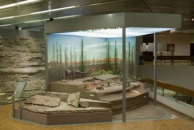 Маленький кальмар проливает свет на эволюцию бактерий