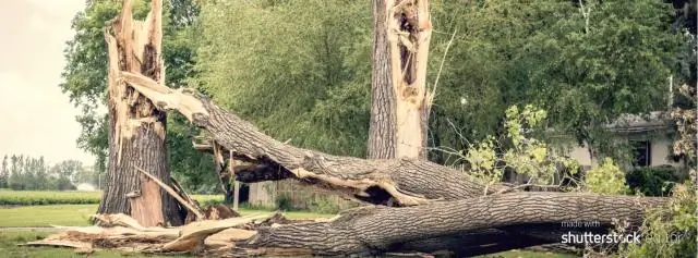 Деревья меняются внутри из-за продолжающейся засухи