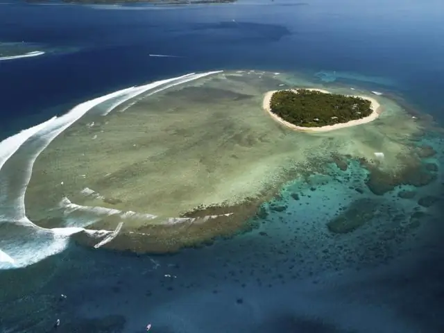 Солнцезащитные и косметические средства могут нанести вред кораллам, изменяя жирные кислоты