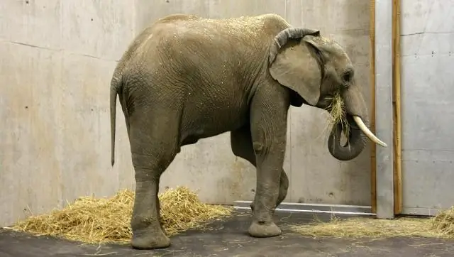 Смена зубов вызывает эффект йо-йо в весе слонов