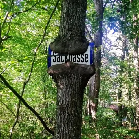 Как растут деревья и репа: исследователи раскрывают секреты радиального роста