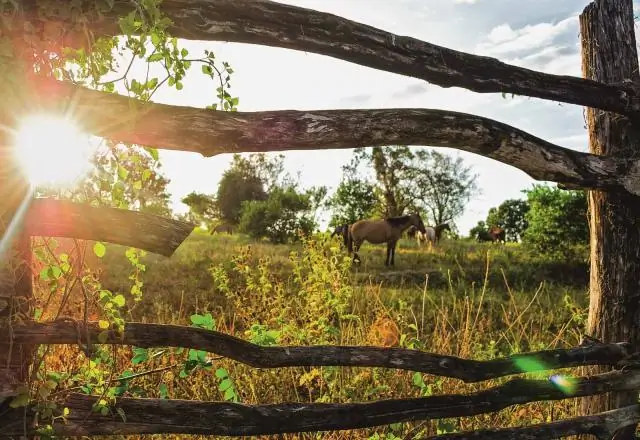 Рыбоводы Карибского бассейна: огромный потенциал аквакультуры в Карибском бассейне