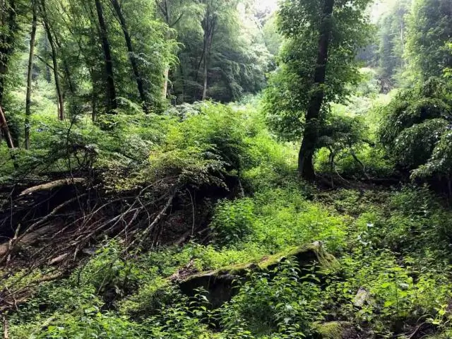 Термиты смягчают последствия засухи в тропических лесах