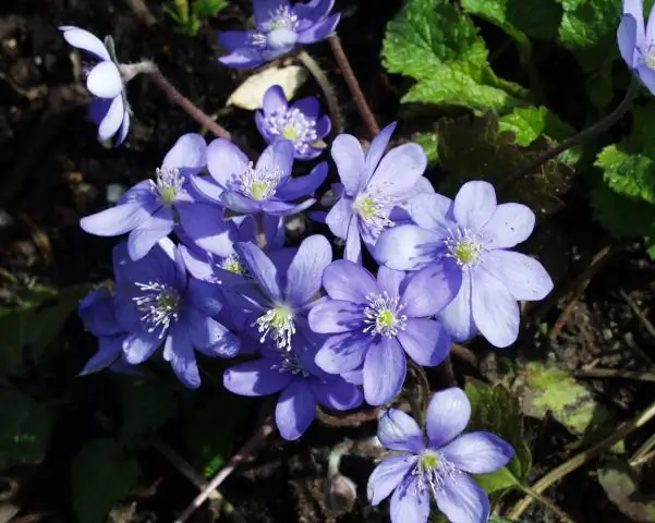 Рисовые растения, улучшенные для фотосинтеза, производят больше риса