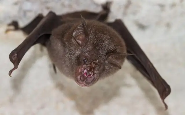 Для этих птиц изменение климата означает рост фатальных конфликтов