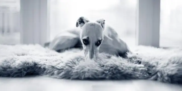 Обнаружен план иммунного ответа растений: открытие дает потенциал для повышения устойчивости сельскохозяйственных культур к болезням