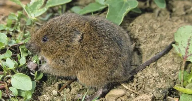 Фитолиты растений и содержание воды влияют на скорость стирания зубной эмали у позвоночных