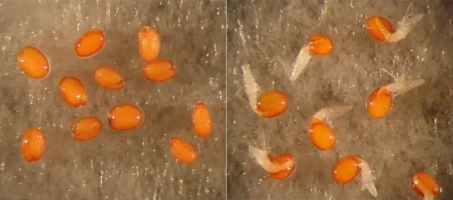 Ученые определили, как растения чувствуют температуру: с датчиком температуры в руках исследователи могут выращивать культуры, дающие урожай в более теплом климате