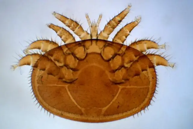 Паразиты медоносных пчел, клещи варроа, питаются жировыми органами, а не кровью
