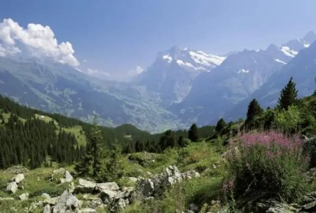 Реснички бьются в мужских половых путях с неожиданным ритмом, как показало исследование на мышах