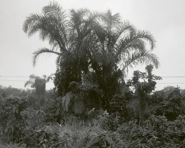 Влияние черных мангровых зарослей на пищевую сеть солончаков