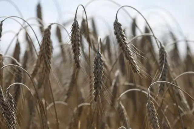 Показано, что инструмент для редактирования генов CRISPR/Cas9 ограничивает влияние некоторых паразитарных заболеваний