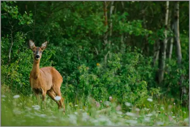 Клеточный белок является мишенью для борьбы с вирусом Зика