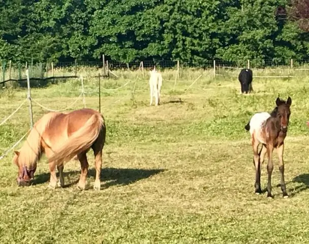 У древнего родственника человека обнаружена удивительно современная черта: исследование показало, что у архаичного гоминида были современные зубы