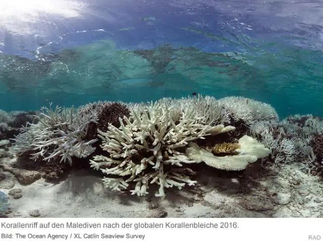 Климат ледникового периода привел к резкому изменению источников наносов в Мексиканском заливе