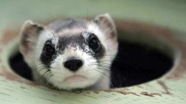 Новый метод показывает, что больше видов животных находятся под угрозой исчезновения