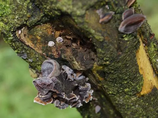 Отдельные лишайники могут иметь до трех грибов