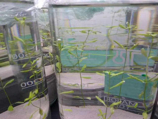 Потенциальные биотехнологические и медицинские приложения с новыми знаниями о бактериях и вирусах