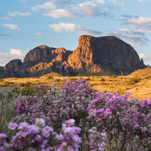 Ученые обнаружили у рыб естественные фитнес-часы, которые фиксируют уровень их активности