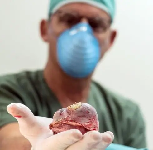 Зеленая черепаха: успех программы реинтродукции на Каймановых островах: на пределе выживания из-за чрезмерной эксплуатации человеком