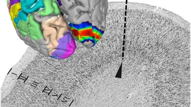 В кукурузе обнаружена новая «архитектура»: выводы ученых могут улучшить производство биотоплива