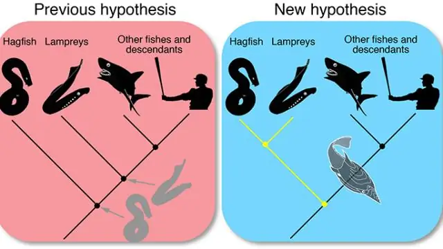 Окаменелая слизь миксины возрастом 100 миллионов лет встряхивает генеалогическое древо позвоночных